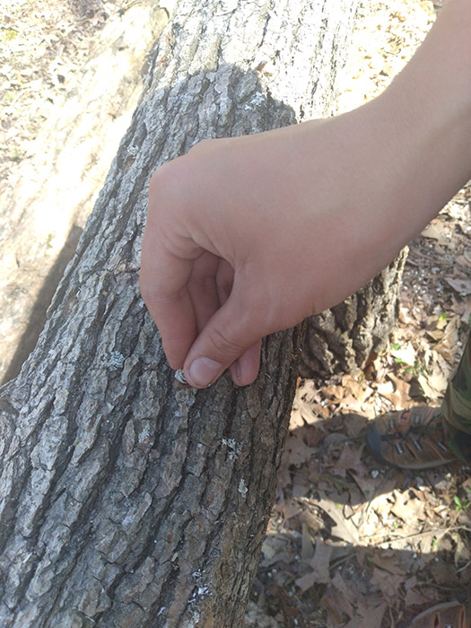 placing-mushroom-spawn-plugs